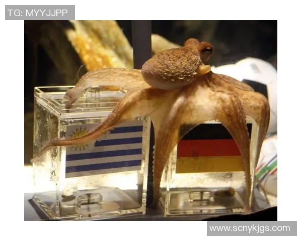 足球明星章鱼的传奇故事与世界杯的神奇预言揭秘